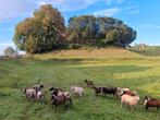 Bonte jonge dekrammen, Dieren en Toebehoren, Schapen, Geiten en Varkens, Mannelijk, Schaap