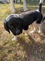 Lieve Stabij x Labrador pups op zoek naar een gouden mand!, Dieren en Toebehoren, Reu, 8 tot 15 weken, Meerdere, Middel