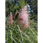 Cortaderia Selloana 'rosea' - Roze Pampasgras g98240, Ophalen of Verzenden