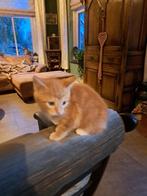 rood katertje kitten 8wk lief speels ondernemend mag gelijk, Dieren en Toebehoren, Katten en Kittens | Overige Katten, Kater, Kortharig