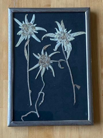 Antiek zilverkleurig schilderijtje 3 gedroogde Edelweiss blo beschikbaar voor biedingen