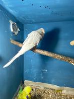 engelse parkiet pop, Dieren en Toebehoren, Vogels | Parkieten en Papegaaien, Vrouwelijk, Parkiet, Geringd