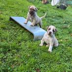 Ysterberg Mastiff's (boerboel) pups 2 reutjes beschikbaar, Rabiës (hondsdolheid), Overige rassen, 8 tot 15 weken, Meerdere