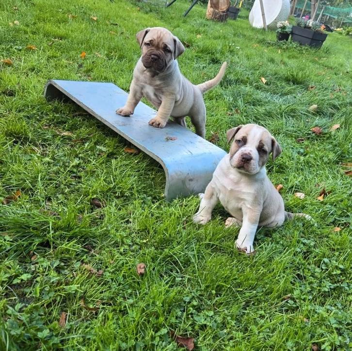 Ysterberg Mastiff's (boerboel) pups 2 reutjes beschikbaar, Dieren en Toebehoren, Honden | Bulldogs, Pinschers en Molossers, Meerdere dieren