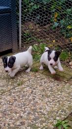Echte ouderwetse Jack Russell / Russel pups / teefjes 🐶🐶, Dieren en Toebehoren, Honden | Jack Russells en Terriërs, Jack Russell Terriër