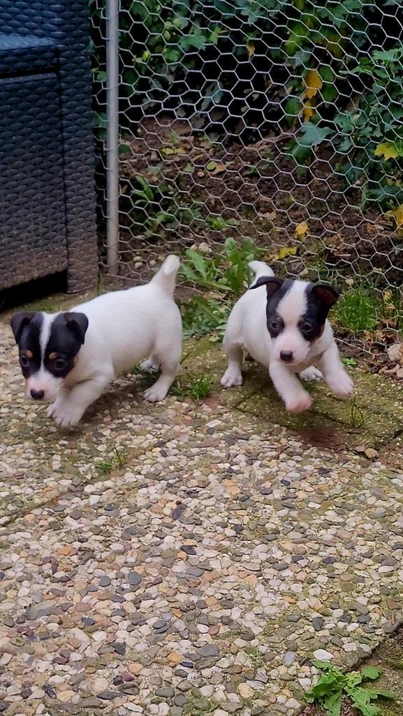 Echte ouderwetse Jack Russell / Russel pups / teefjes 🐶🐶, Dieren en Toebehoren, Honden | Jack Russells en Terriërs, Teef, Jack Russell Terriër