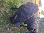 Ouessant Ram, Dieren en Toebehoren, Mannelijk, Schaap, 0 tot 2 jaar