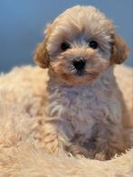 Bijzonder mooie klein type Maltipoo pups! Abricot en crème, CDV (hondenziekte), Meerdere, 8 tot 15 weken, Meerdere dieren