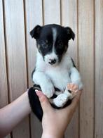 Border collie pups, Dieren en Toebehoren, Honden | Herdershonden en Veedrijvers, Rabiës (hondsdolheid), 8 tot 15 weken, Collie