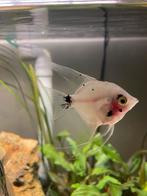 Maanvis 8 cm, Dieren en Toebehoren, Vissen | Aquariumvissen, Vis