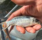 4 prachtige spiegel kois !! Volschub/spiegel/koi, Karper of Koi