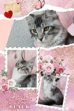 Maine coon kittens- onze Paloma is vrij gekomen, Dieren en Toebehoren, Meerdere dieren, Gechipt, 0 tot 2 jaar