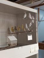 Kanarie 2025, Meerdere dieren, Kleurkanarie
