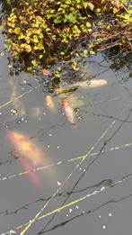Koi, Dieren en Toebehoren, Vissen | Vijvervissen, Karper of Koi