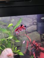 6 giant koi betta vrouwen, Dieren en Toebehoren, Vissen | Aquariumvissen, Vis