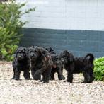 Zwart medium Doodle reutje Labradoodle X Sennendoodle, Dieren en Toebehoren, Honden | Niet-rashonden, 8 tot 15 weken, Meerdere