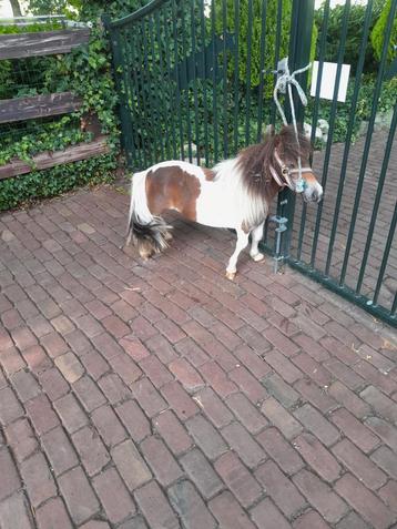 1 jr bruin bonte merrie beschikbaar voor biedingen