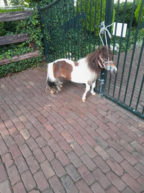 1 jr bruin bonte merrie, Dieren en Toebehoren, Pony's, Merrie, B, A pony (tot 1.17m), Springpony, 7 tot 10 jaar, Met stamboom