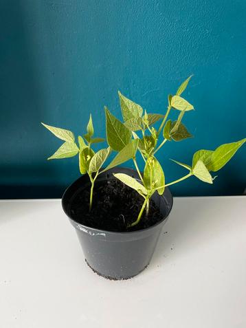 Stamslaboon “Domino” Plantje – Moestuin Eetbaar Boon beschikbaar voor biedingen