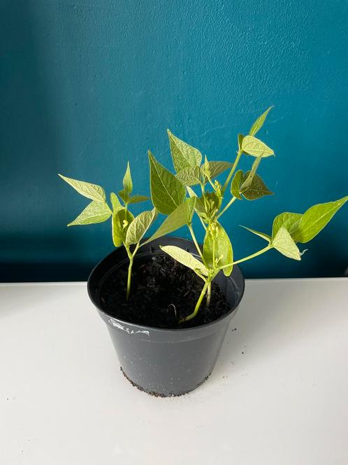 Stamslaboon “Domino” Plantje – Moestuin Eetbaar Boon, Tuin en Terras, Planten | Tuinplanten, Eenjarig, Groenteplanten, Volle zon