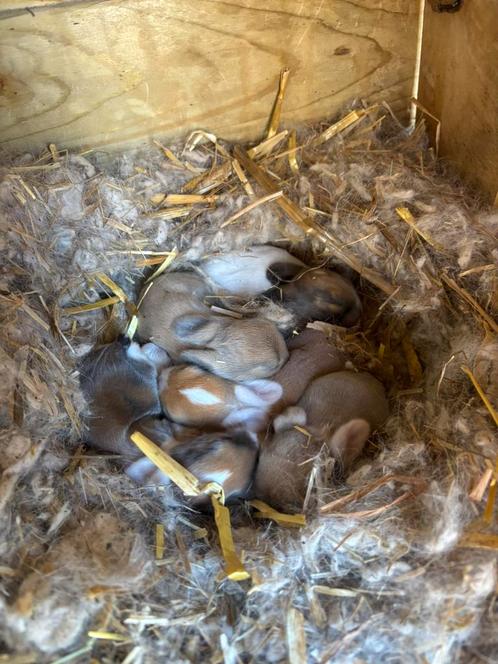 Nederlandse dwerg hangoor konijntjes geboren 23 april, Dieren en Toebehoren, Knaagdieren, Geslacht onbekend, Overige typen, Na 1 juli 2024