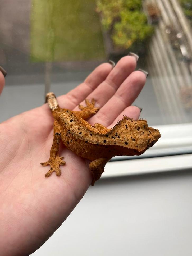 Wimpergekko vrouw super dalmation, Dieren en Toebehoren, Reptielen en Amfibieën, Hagedis, 0 tot 2 jaar, Tam