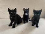 Zwarte kittens, Poes, Ontwormd, 0 tot 2 jaar
