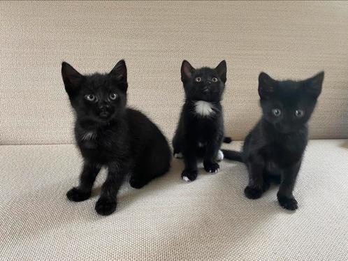 Zwarte kittens, Dieren en Toebehoren, Katten en Kittens | Raskatten | Korthaar, Poes, 0 tot 2 jaar, Ontwormd, Ingeënt