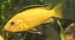 Nieuw binnen!!! diverse malawi cichliden!!!, Dieren en Toebehoren, Vis, Zoetwatervis