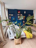 Grote en gezonde Paradijsvogelplant / Strelitzia nicolai, Ophalen of Verzenden, Halfschaduw