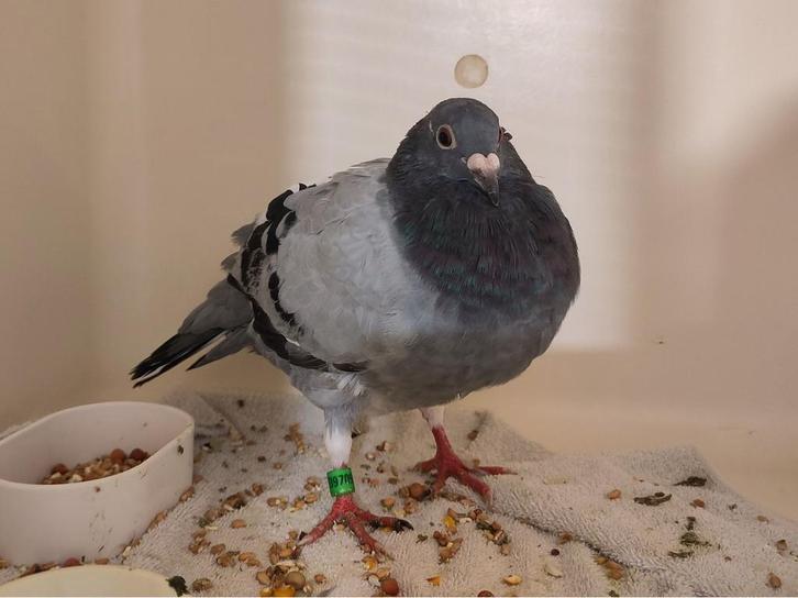 Postduif, Dieren en Toebehoren, Vogels | Duiven, Postduif, Vrouwelijk