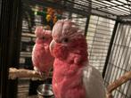 Koppel rose kaketoe lutino handtam, Dieren en Toebehoren, Vogels | Parkieten en Papegaaien, Meerdere dieren, Papegaai, Geringd