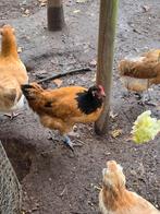 Kippen, Dieren en Toebehoren, Vrouwelijk, Eend