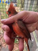 Rode kardinalen. Forse vogels, diep van kleur. Topkwaliteit, Dieren en Toebehoren, Meerdere dieren, Tropenvogel, Geringd