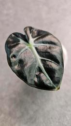 Alocasia Balloon Heart #7, Ophalen of Verzenden, Overige soorten, Minder dan 100 cm