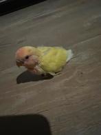 Jonge agapornis te koop, Dieren en Toebehoren, Geslacht onbekend, Dwergpapegaai of Agapornis