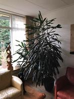 Prachtige grote kamerplant Dracaena Fragrans, Huis en Inrichting, Kamerplanten, Ophalen of Verzenden