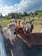 Alpaca wol te koop, Ophalen, Nieuw, Spinwol