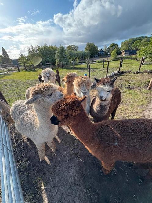 Alpaca wol te koop, Hobby en Vrije tijd, Spinnewielen en Spinnen, Nieuw, Spinwol, Ophalen
