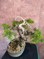 Bonsai boom shohin juniper jeneverbes juniperus plant, Ophalen, Overige soorten, Minder dan 100 cm