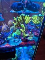 Euphyllia paraancora hummer, montipora, Dieren en Toebehoren