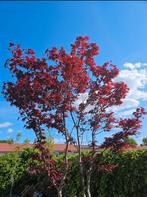 Rode Japanse esdoorn Acer Palmatum Blood 2.75m h 35 stam, Tuin en Terras, Planten | Bomen, Ophalen, Halfschaduw, Overige soorten