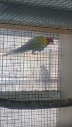 Golden rosella., Dieren en Toebehoren, Vogels | Parkieten en Papegaaien, Mannelijk, Parkiet, Geringd
