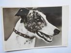 Vlinderhond schitterende oude kaart van de hond uit 1930, Verzamelen, Ansichtkaarten | Dieren, Gelopen, 1920 tot 1940, Verzenden