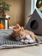 5 Prachtige rode kittens, Dieren en Toebehoren, Katten en Kittens | Overige Katten, Meerdere dieren