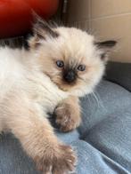 Prachtige Ragdoll kittens, Dieren en Toebehoren, Meerdere dieren, Ontwormd, 0 tot 2 jaar