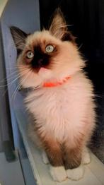 Ragdoll kittens met stamboom, Meerdere dieren, Gechipt, 0 tot 2 jaar