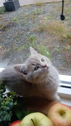 Britse korthaar kittens, Dieren en Toebehoren, Katten en Kittens | Raskatten | Korthaar, Meerdere dieren, Ontwormd, 0 tot 2 jaar