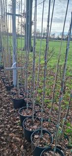 Carya illinoinensis, pekan of pecannoot, Ophalen, Volle zon, Overige soorten, Minder dan 100 cm