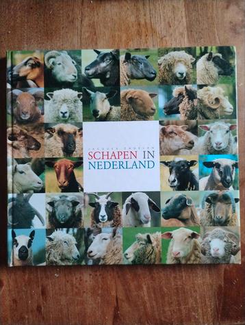 Schapen in Nederland - Jacques Engelen beschikbaar voor biedingen
